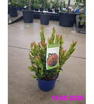 Leucothoe font. 'Little Flames'® C 2 L